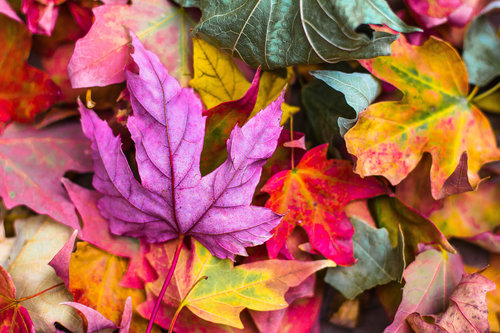 Happy Autumnal Equinox | White Sage Spa